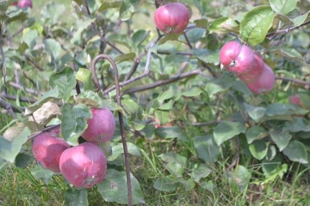    Фото: АиФ/ Виктор Заковряшкин