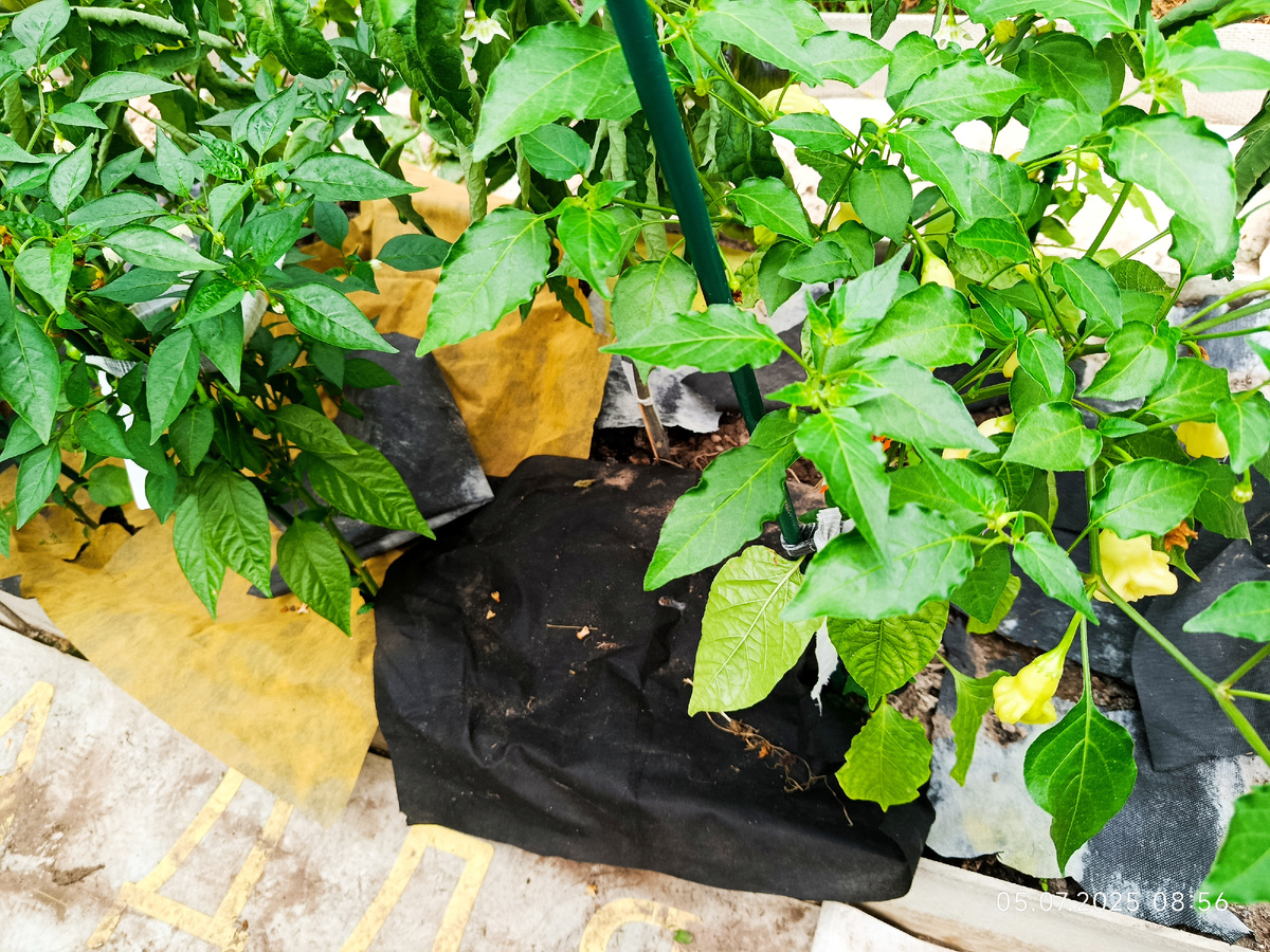 Слева Пепперончино, справа Жгучий блондин