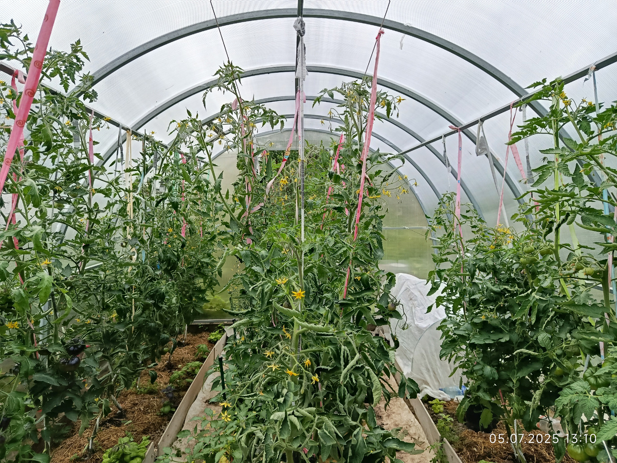 Крутит лист у одного куста, Космос ⬇️