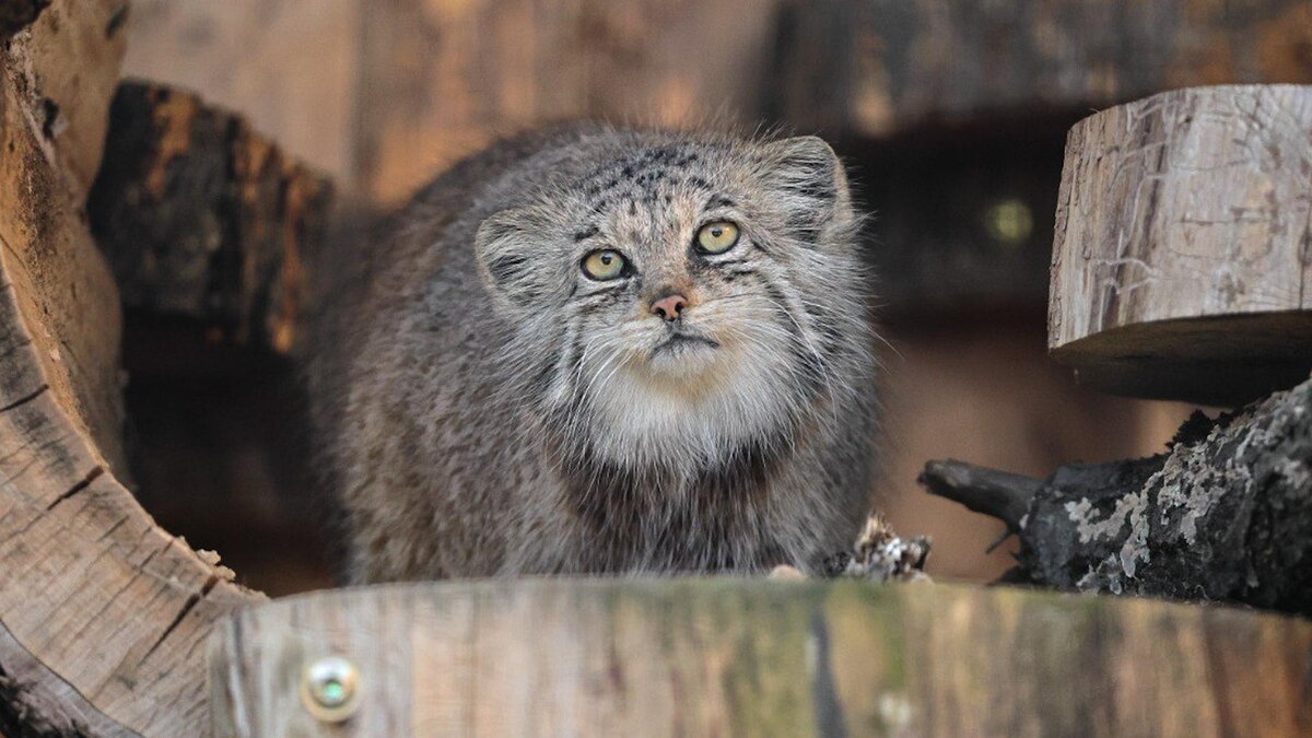    Фото: t.me/lenzoopark