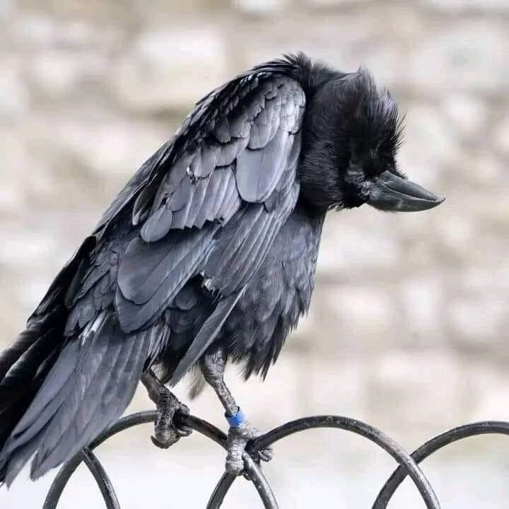 #мужскаяапатия #кризиссмыслов #эмоциональноевыгорание #дофамин #осознанность