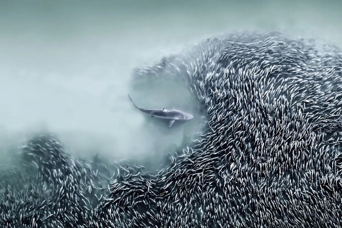   Joanna Steidle / «Врата» / 2025 International Aerial Photographer of the Year Award- Победитель Международной премии «Аэрофотограф года». Тупорылая акула охотится на косяк рыб менхэденов в Атлантическом океане у побережья Саутгемптона, штат Нью-Йорк, США