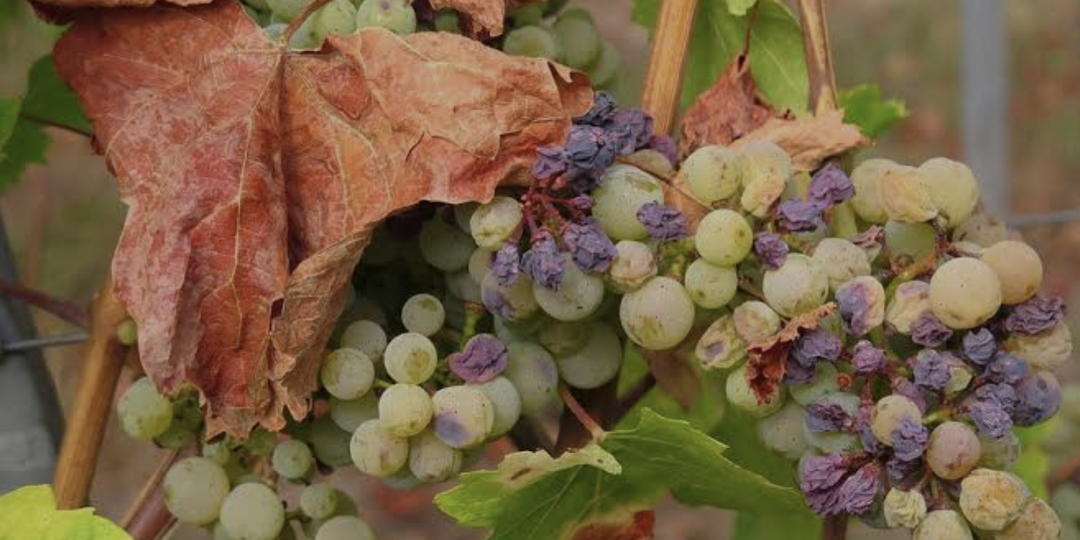 Виноград: болезни и способы борьбы с ними.