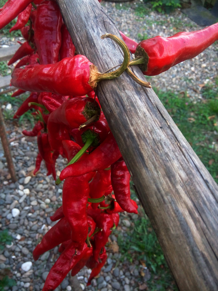 Перец готов для аджики. Он провисел примерно 4 дня. 