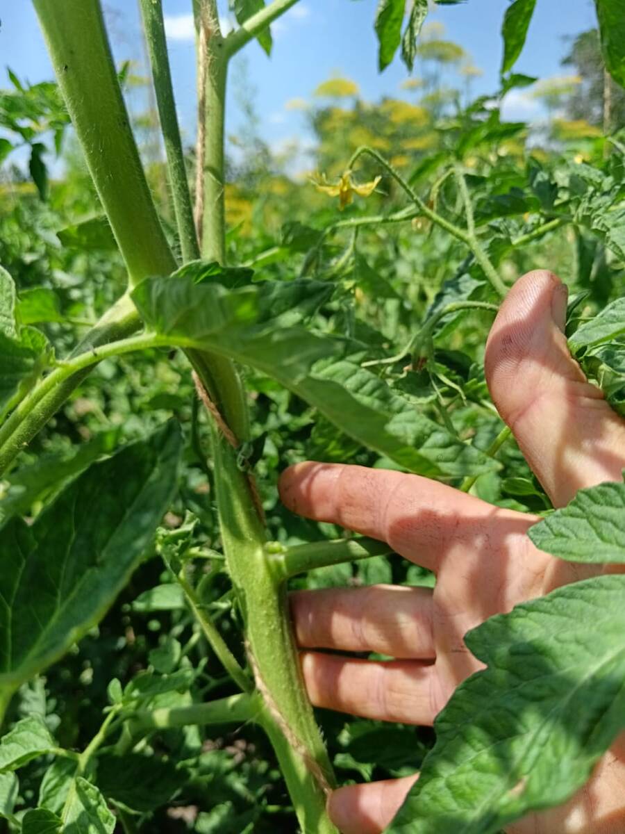 Очень "ЖИРНЫЙ" стебель. 