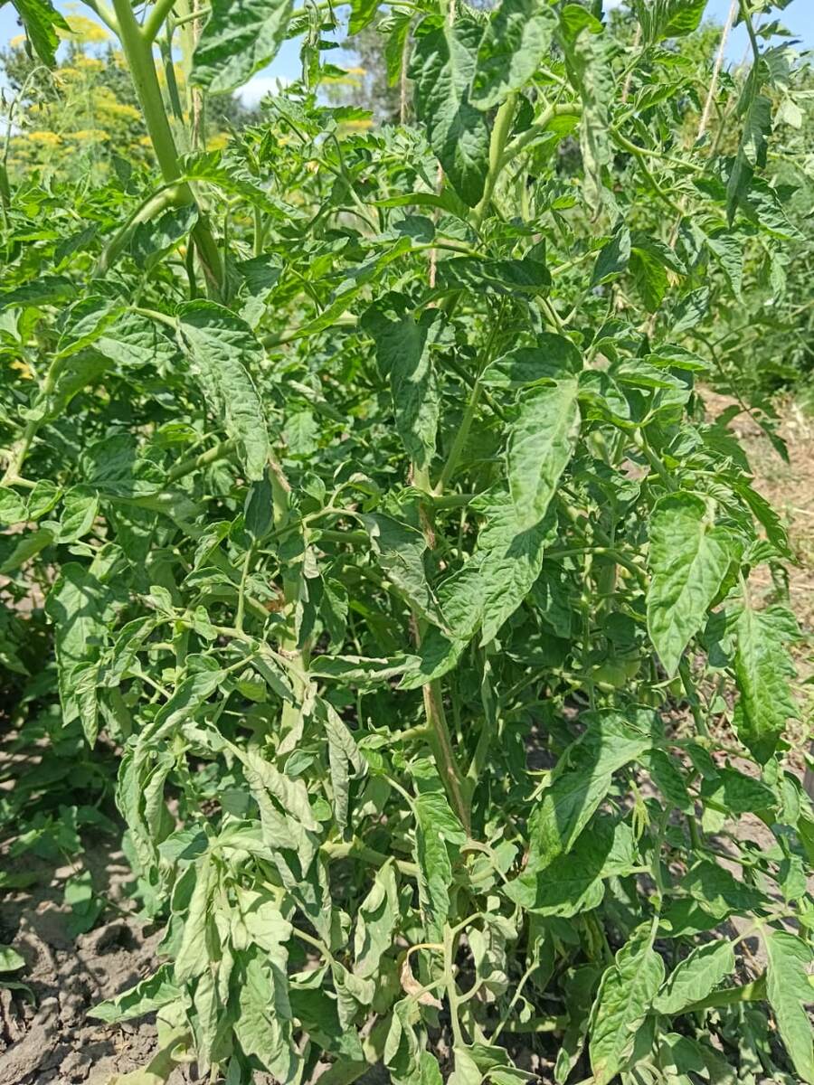 Фото автора.