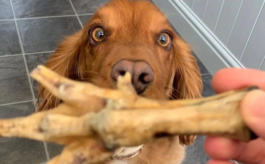 Можно ли собакам есть куриные лапки: польза, риски и альтернативы