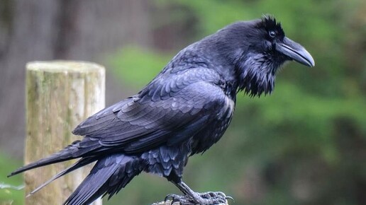 #телоэтохрам #любовьксебе #мужскаяпсихология #стопдиетам #осознанность