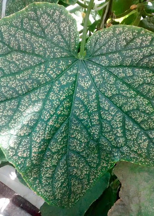 Фото с интернета.