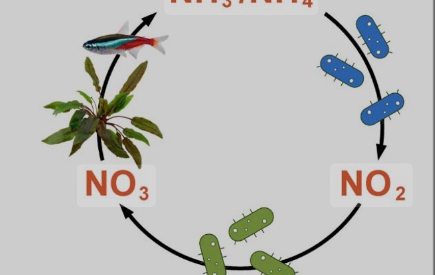 То,что убивает наших рыбок. Азотный цикл!