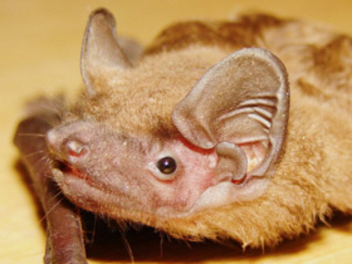 Фото взято с сайта zoogalaktika.ru