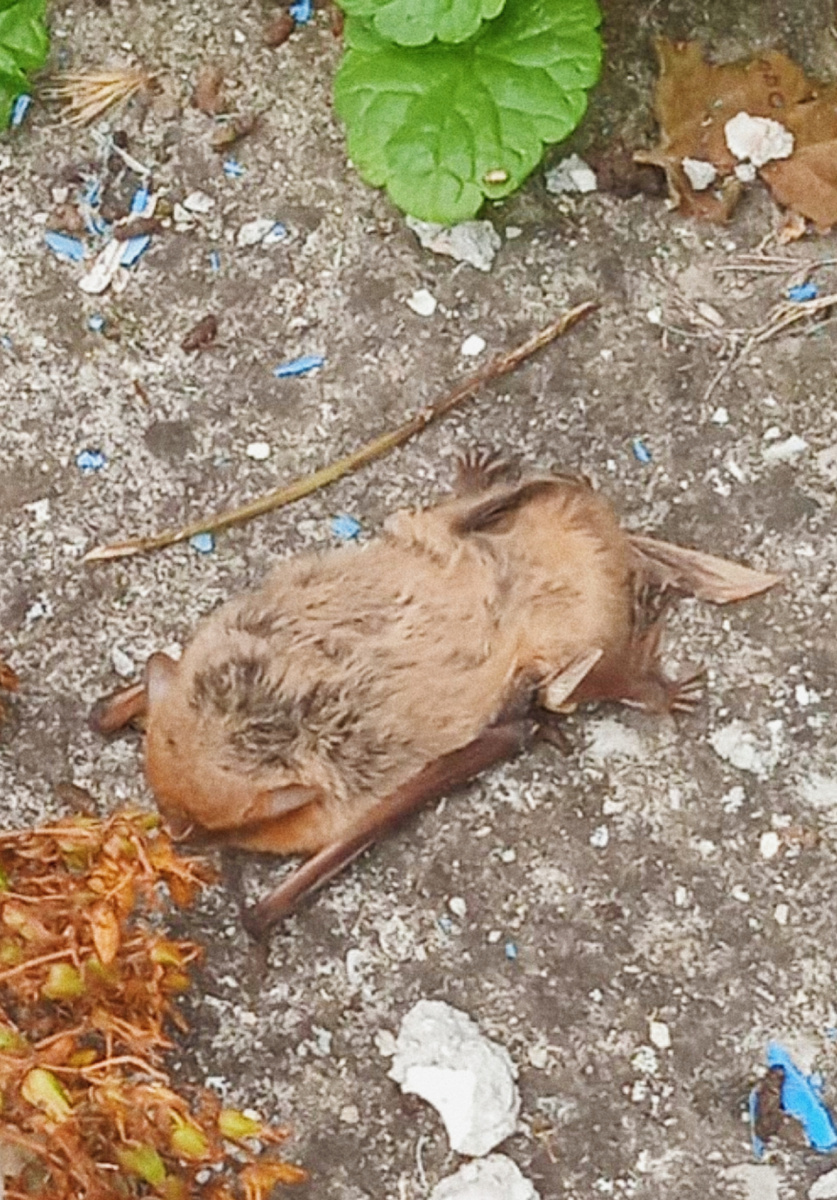 Сонная летучая мышка