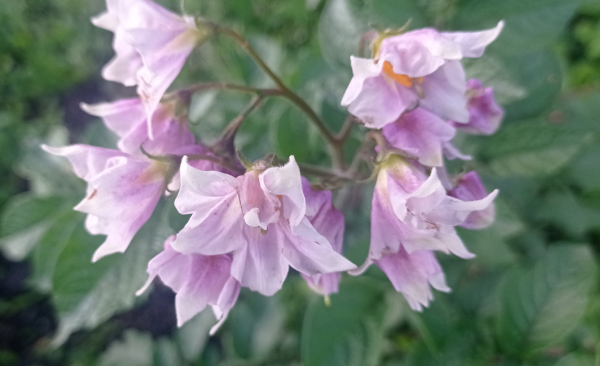 Цветёт картофель. Сорт "Синеглазка"