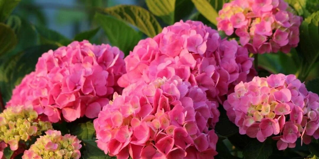 Гортензии - июльский уход, все что нужно и важно знать
