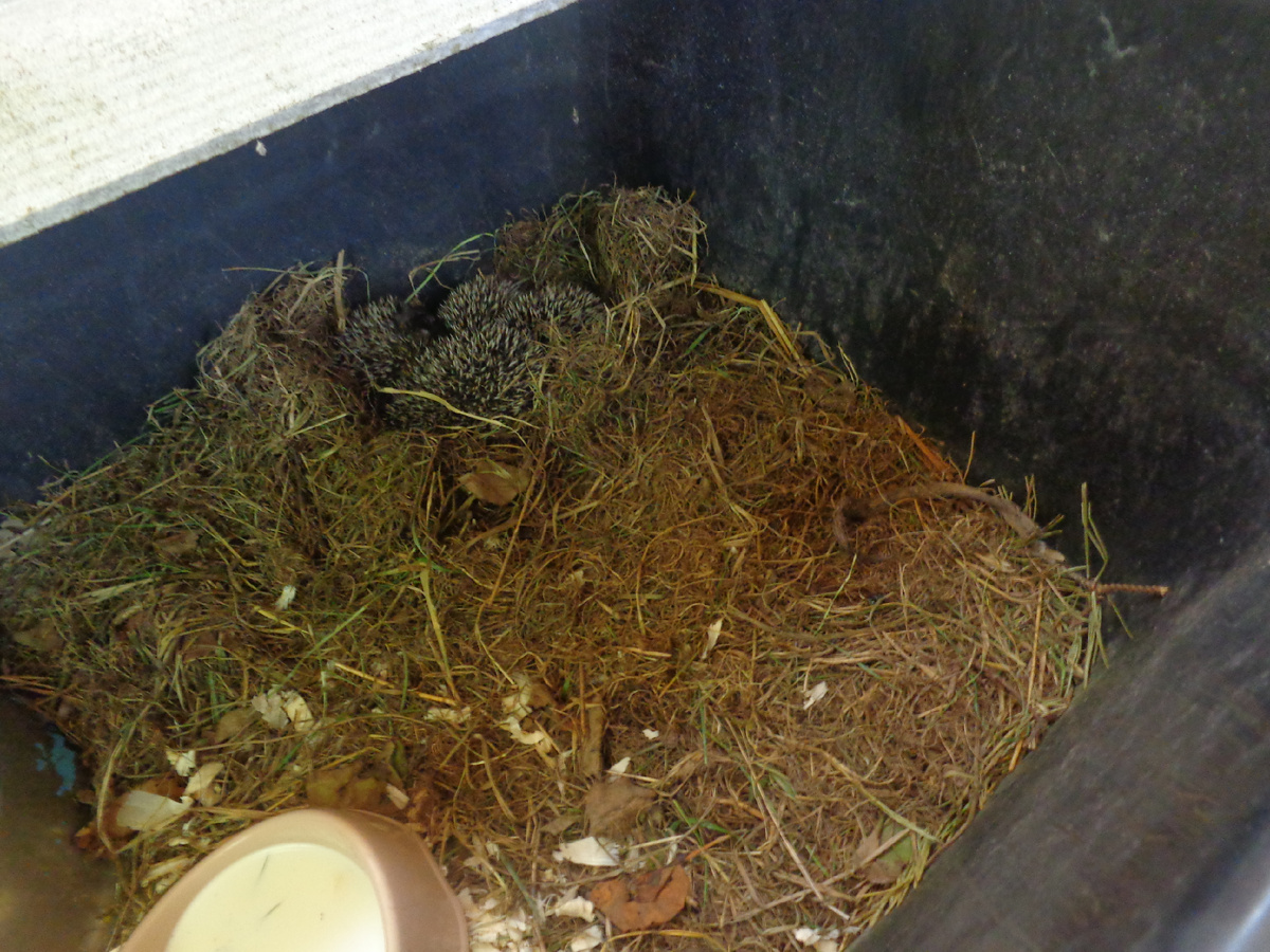 Такими крохами они приехали к нам