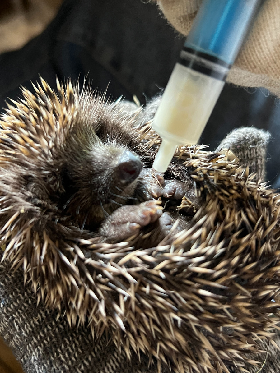 Кормление ежонка