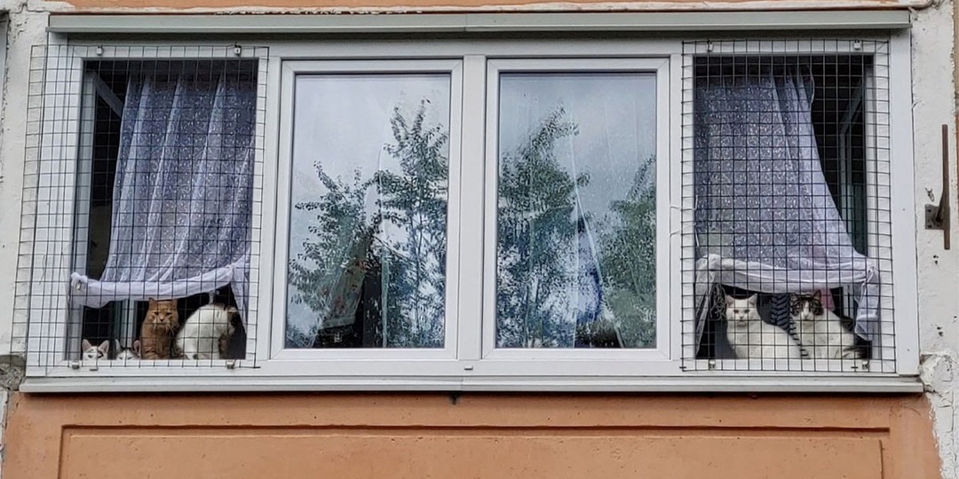 6 кошек на балконе привлекли внимание целого поселка под Москвой
