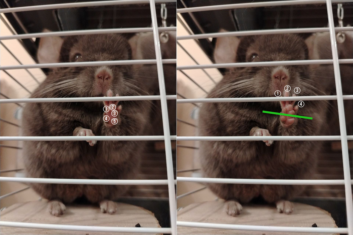 Финик показывает лапки