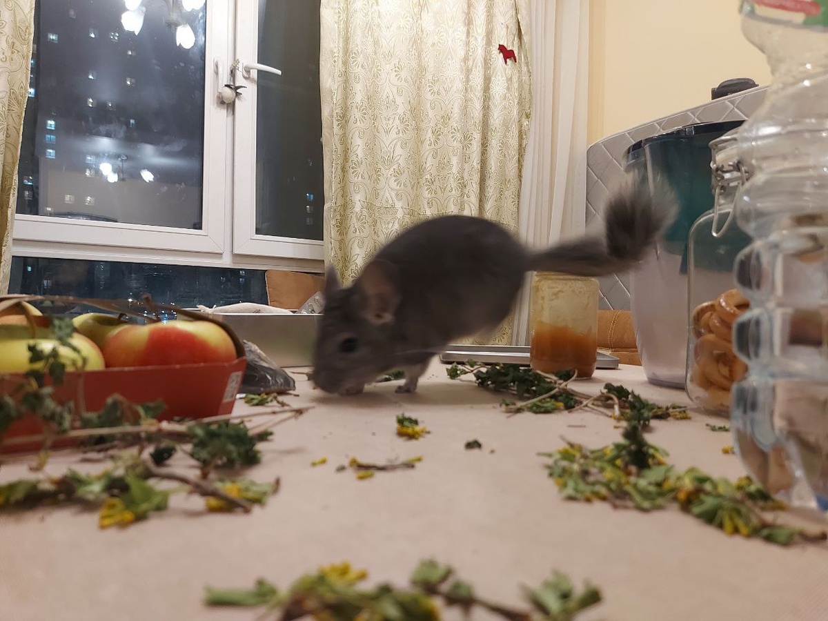 Шустрик делает "прыг"