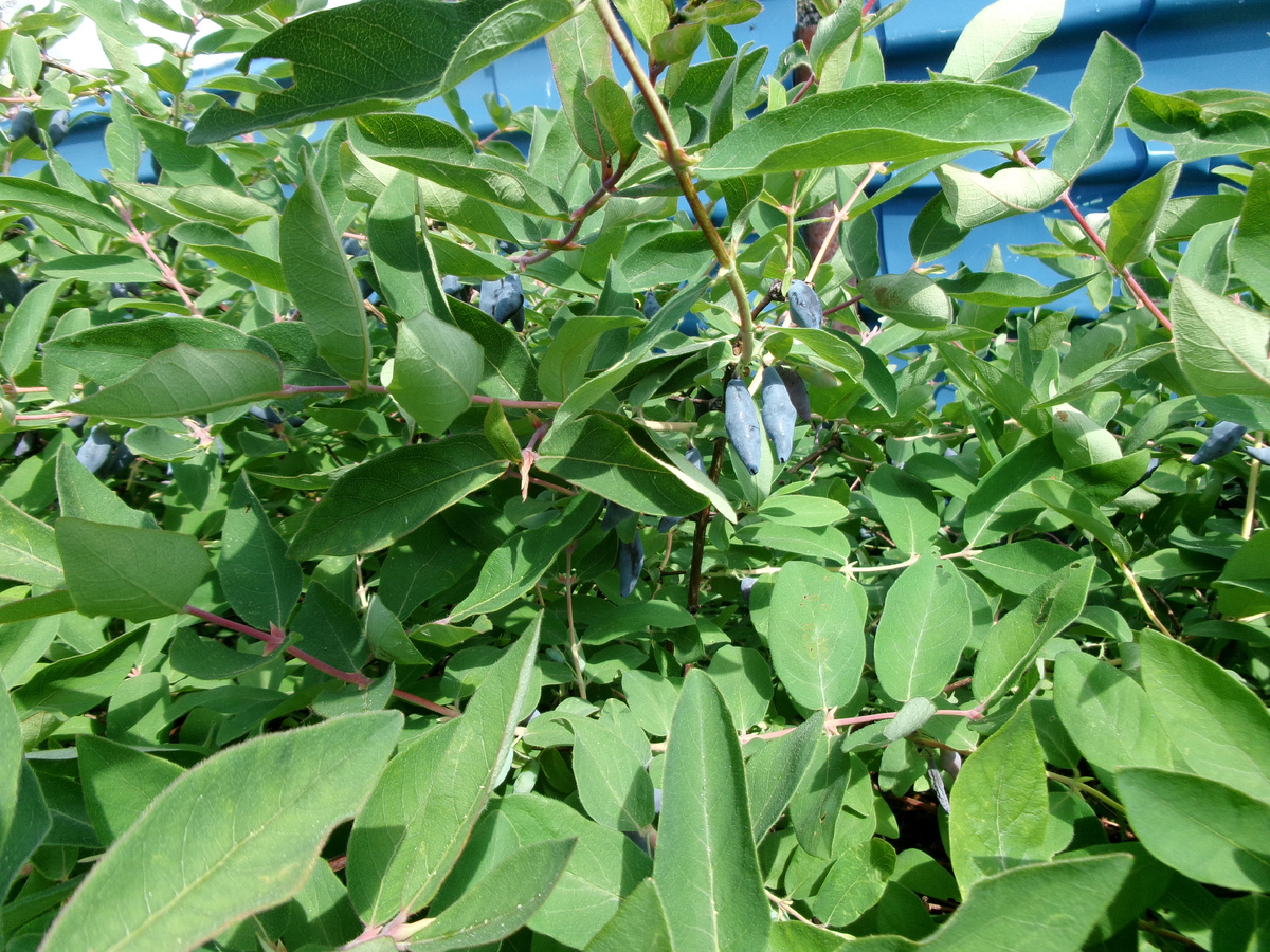 фото автора  Вот таким кустом растет  сладкая Жимолость, у нас в Сибири.
