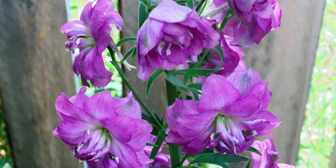 Что посеять в июле в открытый грунт: список красивых цветов