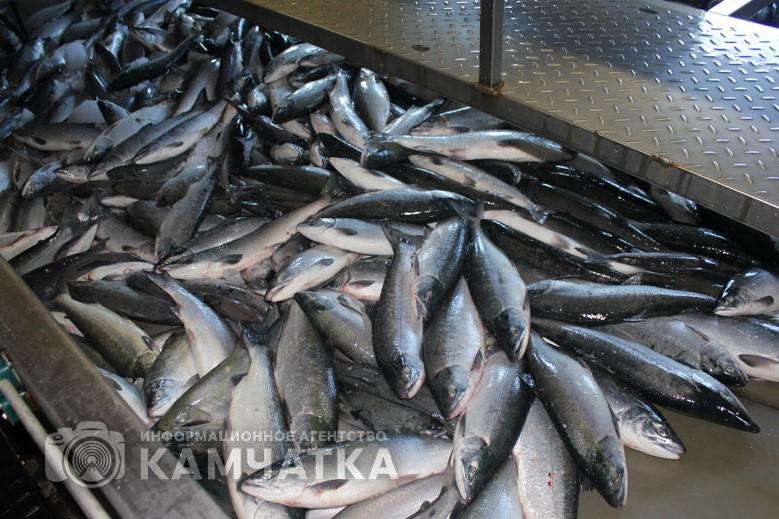 Фото: ИА «Камчатка»
