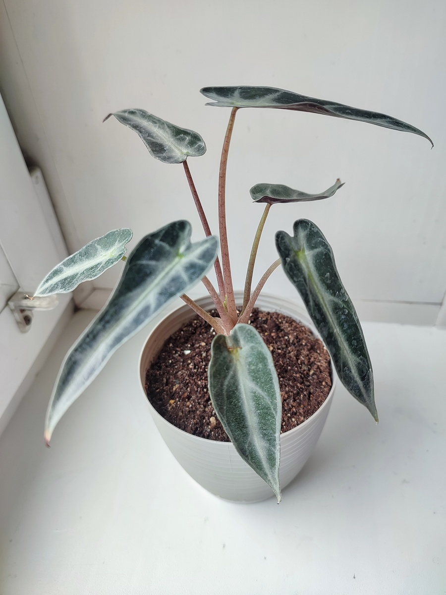 Нашла фото только сразу после покупки