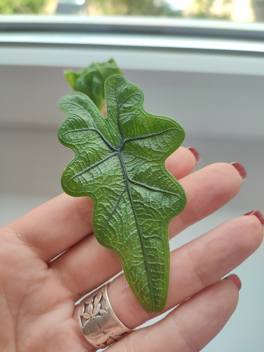 Алоказия Жаклин, детка.