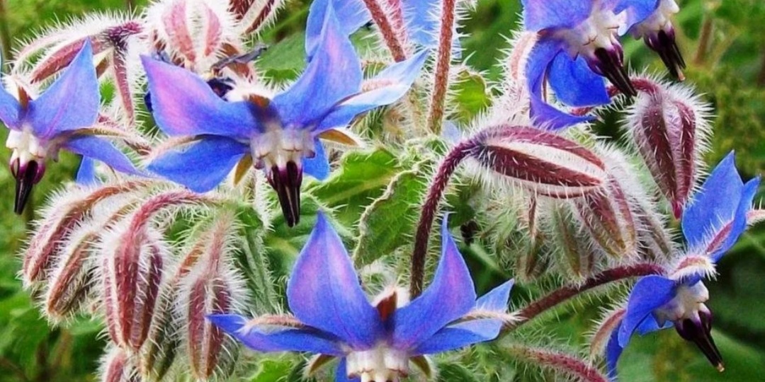 Бораго - огуречная трава. Что это такое? Польза, посев и выращивание.