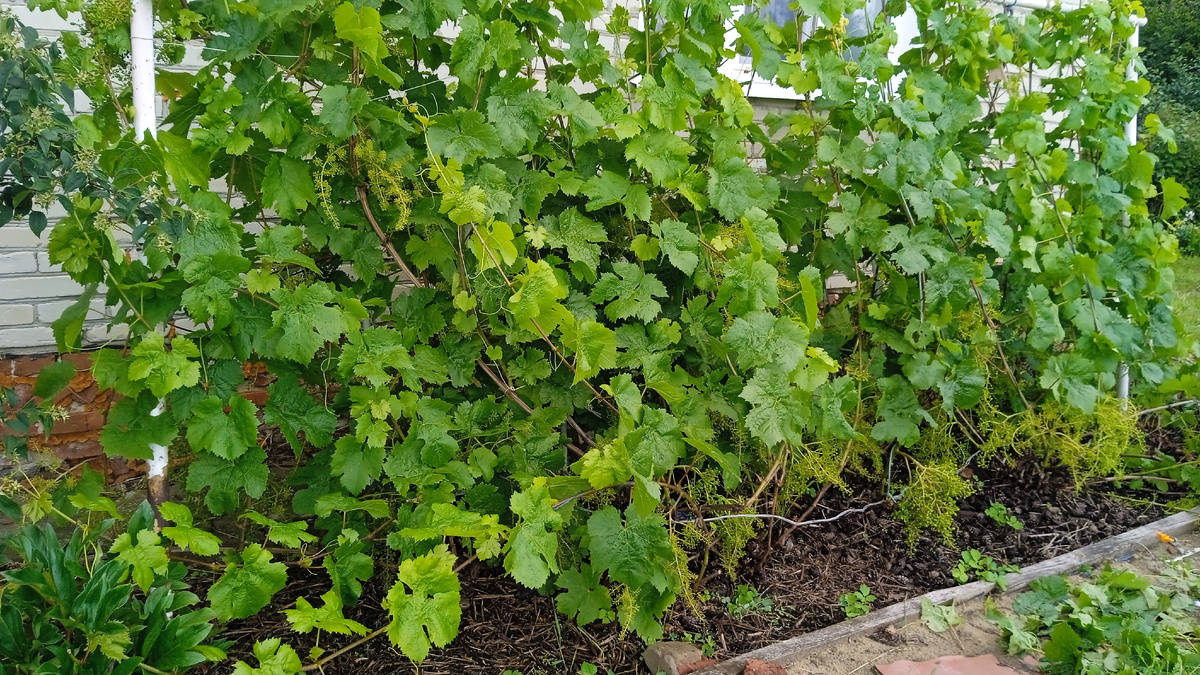 Виноград 2 июля 2025 года