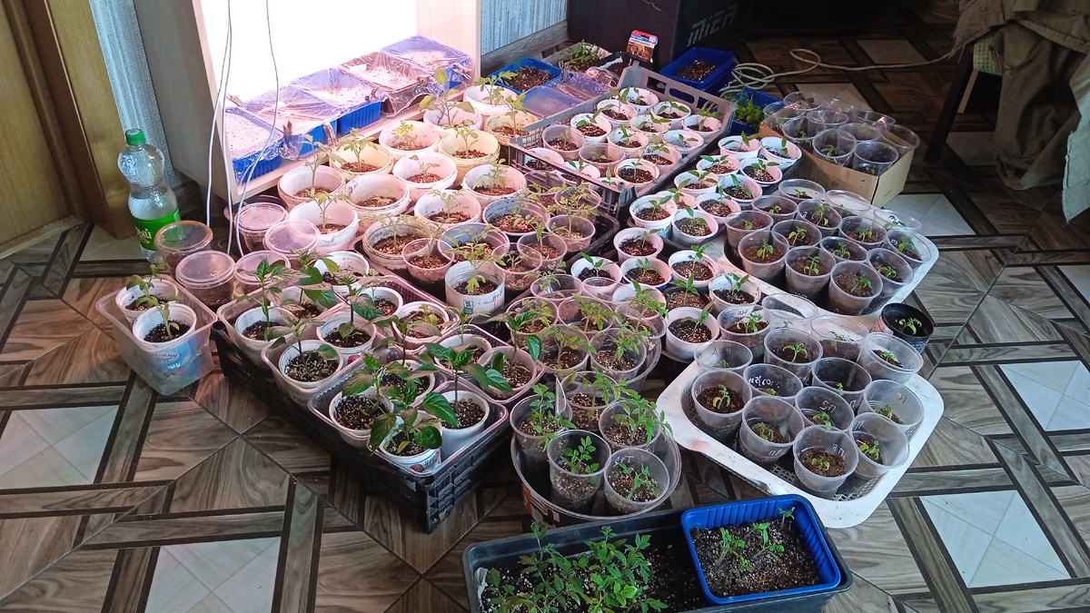 Рассада 24 апреля 2025 