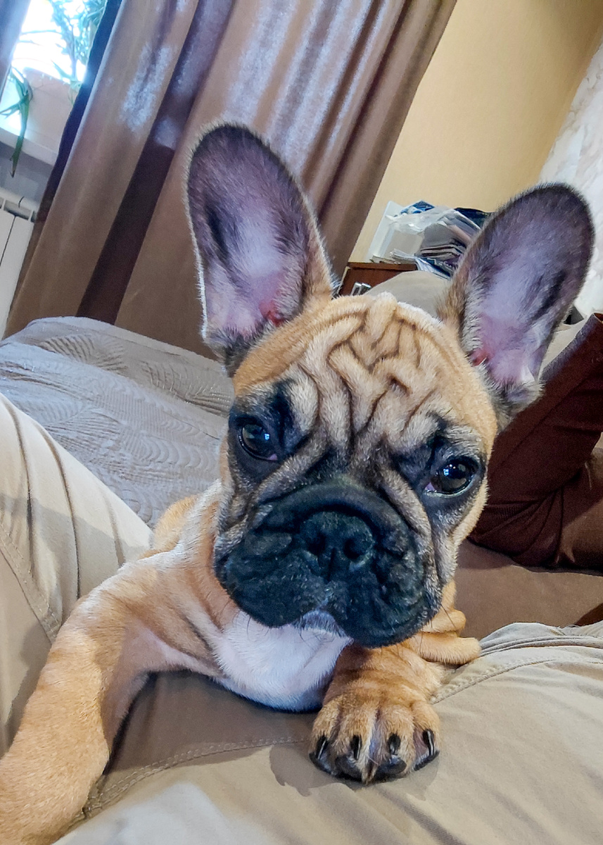 "Она устроилась на моих коленях будто тут её всегда ждали". Теперь постоянно она лежит, сидит у нас на руках. 