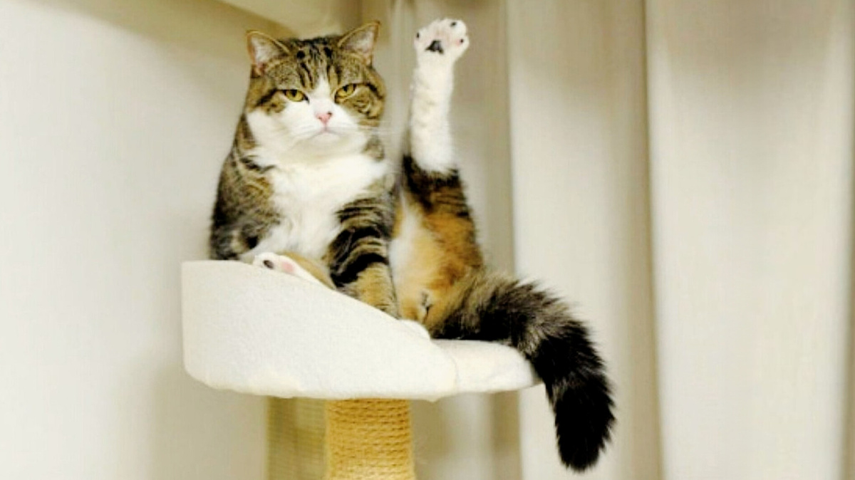 И ничего необычного! Разве так делают не все?! 