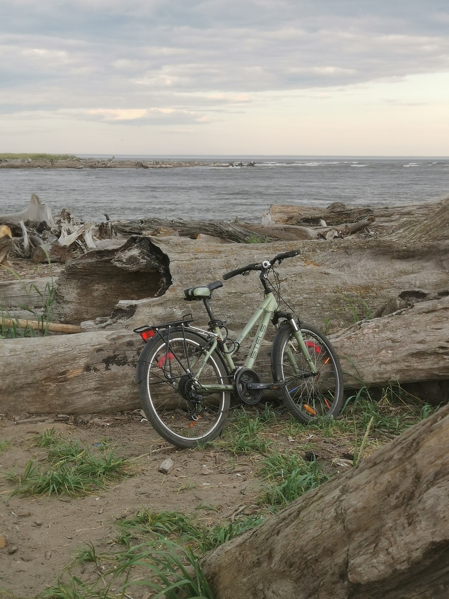 Весь берег украшают огромные, выброшенные морем деревья