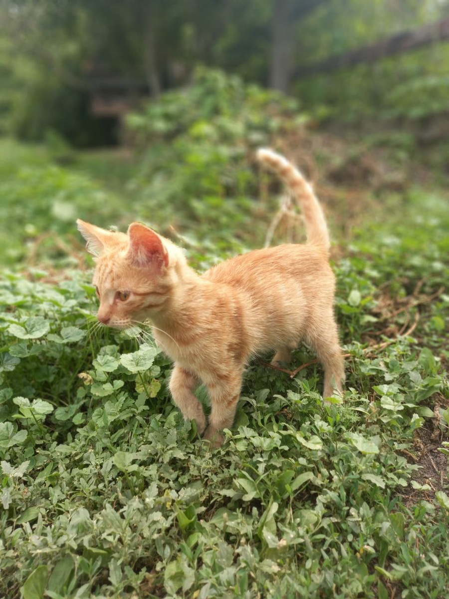 Наши новые котики 