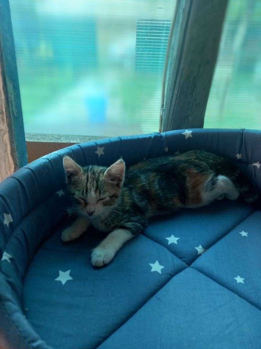 Наши новые котики)