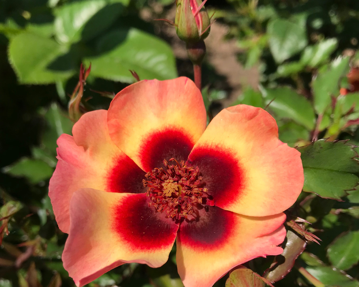 Персидская роза из Саратова, который тоже был частью моего большого поволжского путешествия