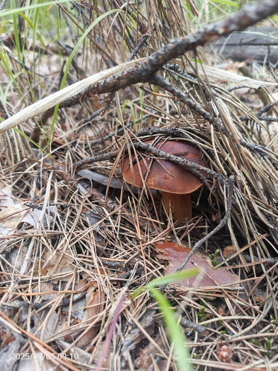 Польский гриб