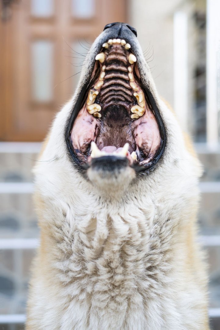    Фото: Istock/Vladimir Bogdanovic