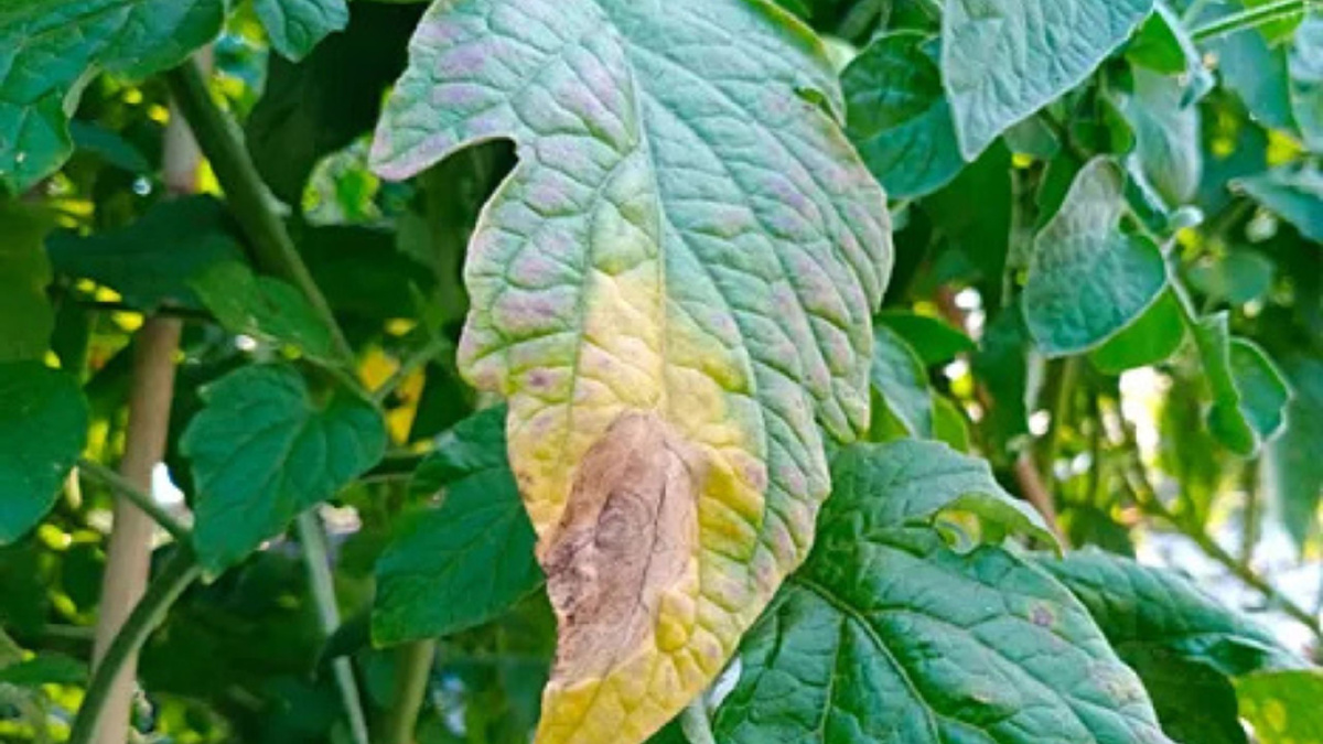 Яндекс картинки