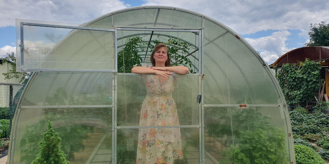 Томаты оживают в жару на глазах