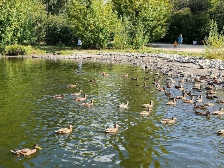     Дендрарий на Первомайской. Фото: Николай Курилов / МК-Урал