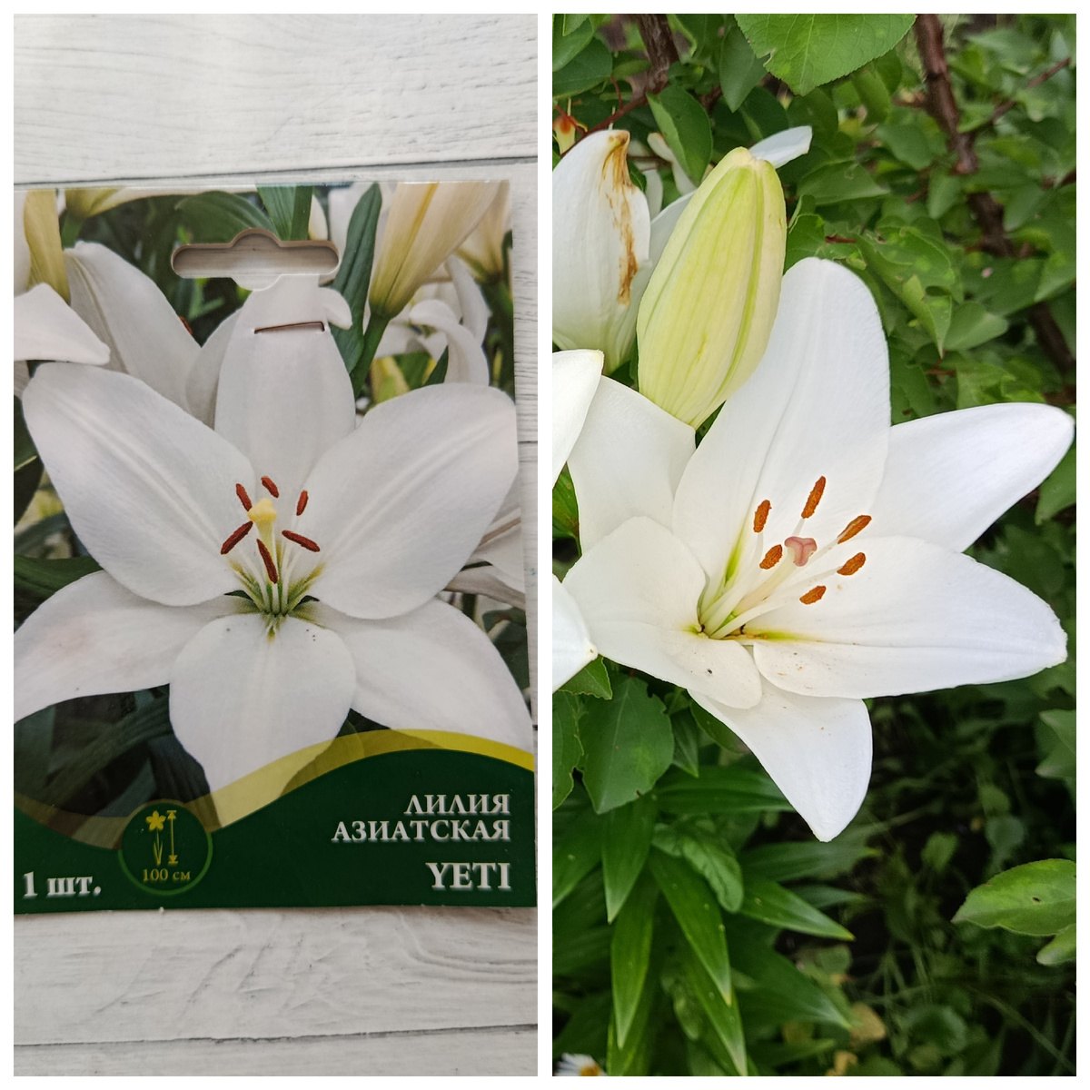 Коллаж автора