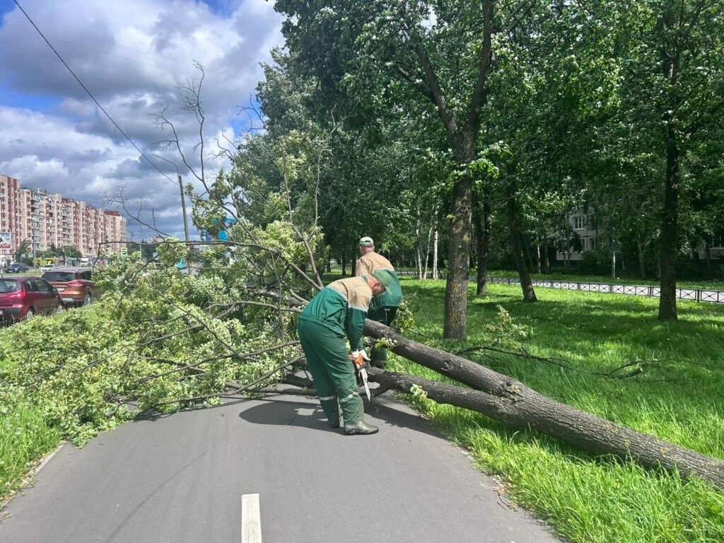    Фото: пресс-служба комитета по благоустройству Петербурга.