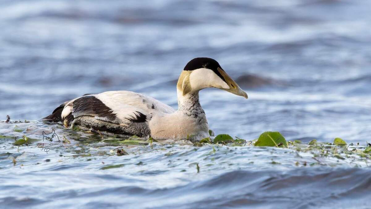    Фото: t.me/bubo_spb
