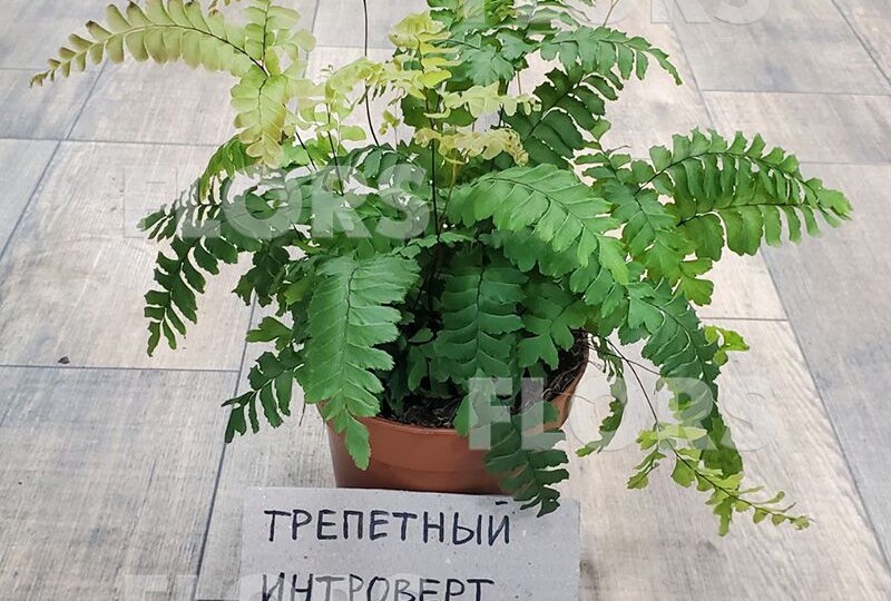 Папоротники – древнейшие растения на планете Земля.
