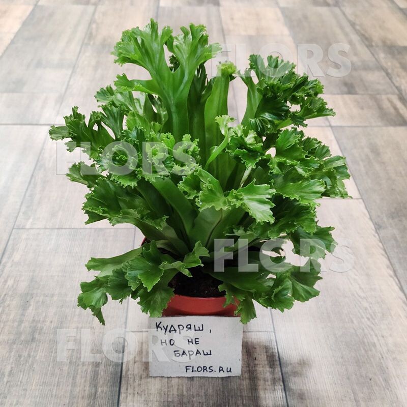 Папоротник Асплениум Лесли