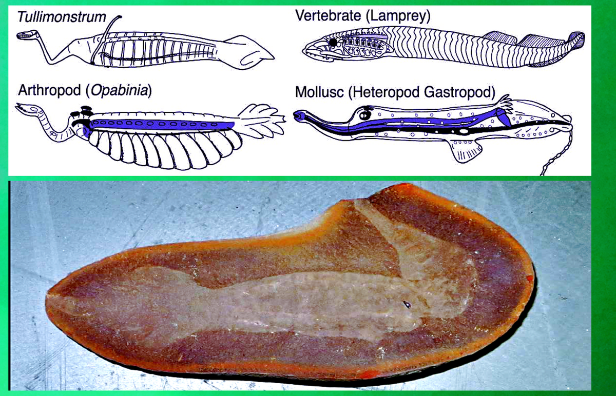 Графические гипотезы учёных и окаменелые останки реликтового организма.