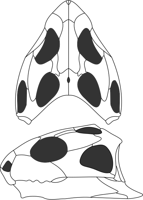 Диаграмма черепа брахиринодона.