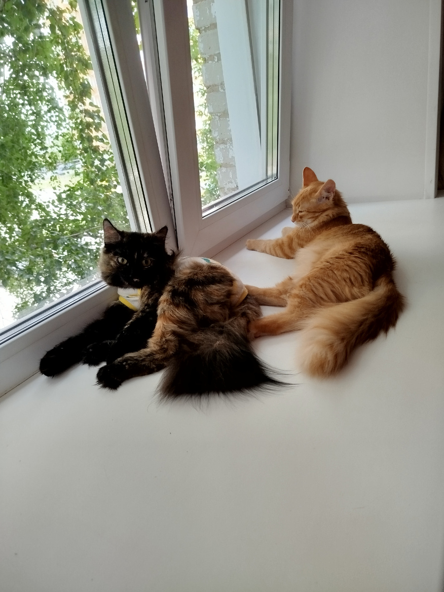 Китти и Сильвер после того как мышь "поделили")))